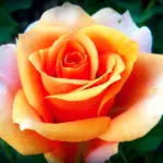 Hvordan vælger jeg den rigtige barbercreme til min hudtype?